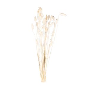 Decoratiune naturala LAGURUS